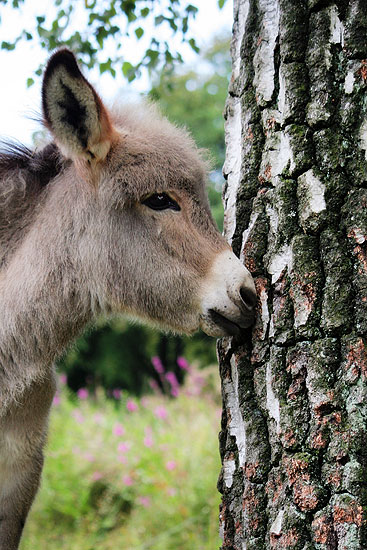 Een fotoblog foto als illustratie bij een verhaal over een ezel op een kinderboerderij.