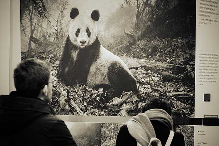 Een world pressfoto bij een blog over de reuzenpanda