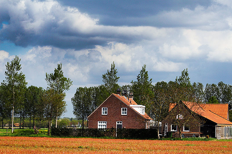 Brabant kleurt Oranje van velden vol Roundup