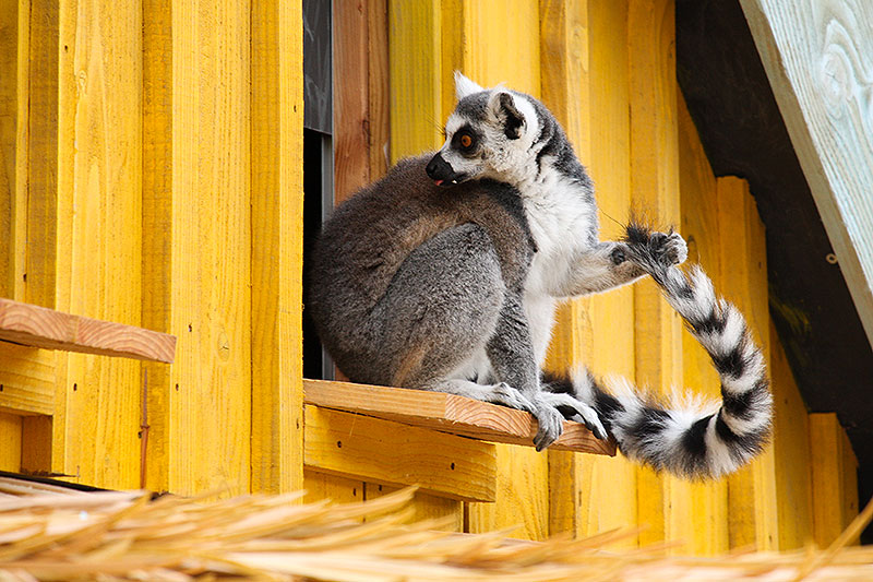 Madagaskar in Zooparc Overloon