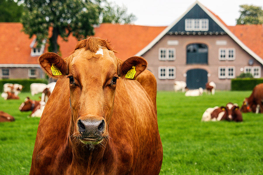 Fotoserie: Koeien bij een ontginningsboerderij