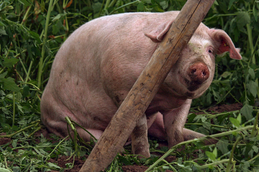 Fotoserie: De varkens zijn terug