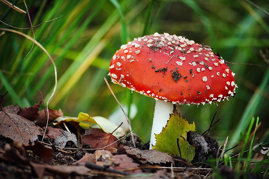 Fotoserie: een goed paddenstoelen jaar