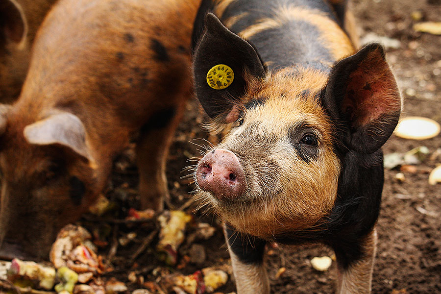 Fotoserie: Nieuwe vrije uitloop varkens